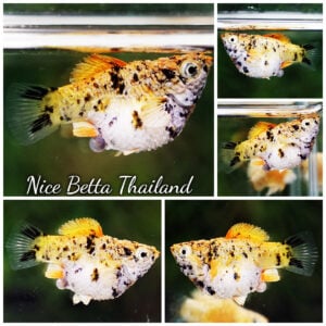 Rare Molly Fish Harlequin Gold