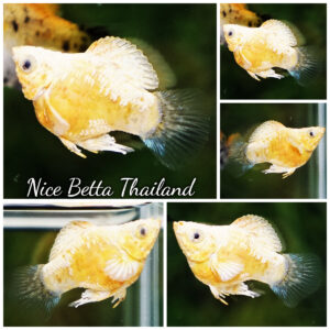 Rare Molly Fish Gold Sparkle Platinum Samurai