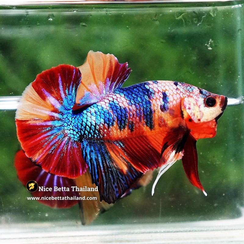 Betta Fish Multicolor Rainbow Galaxy Candy HMPK