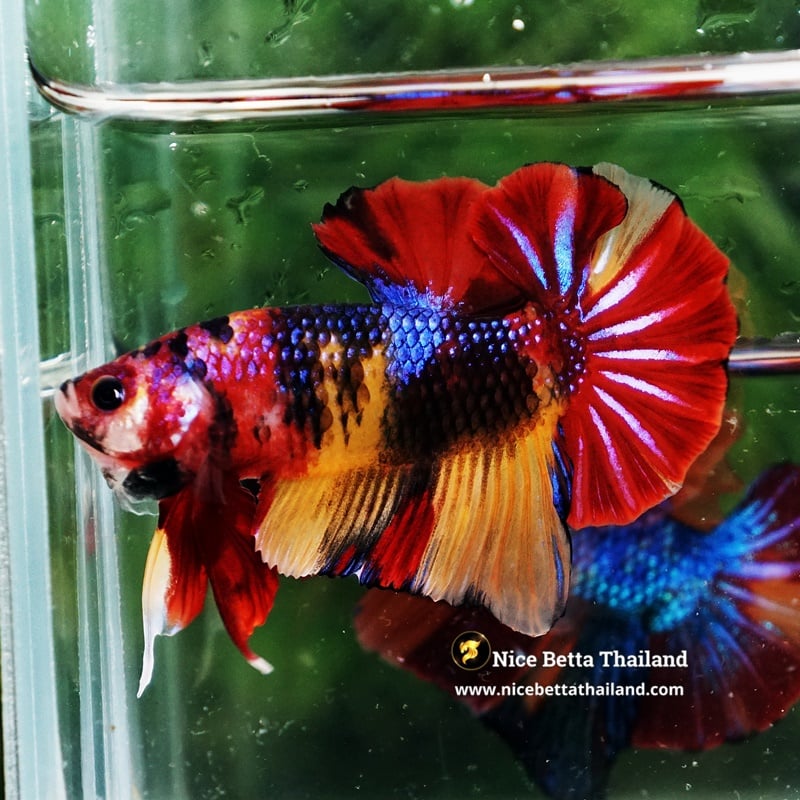 Betta Fish Emerald Candy Nemo HMPK