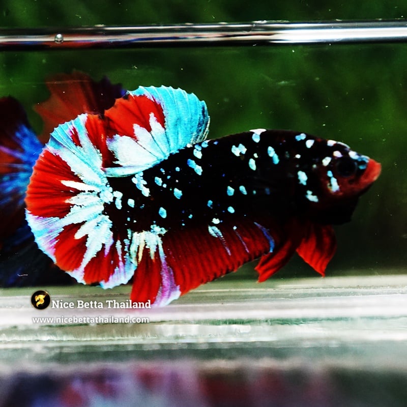Betta Fish Hell Boy Avatar Black Star HMPK