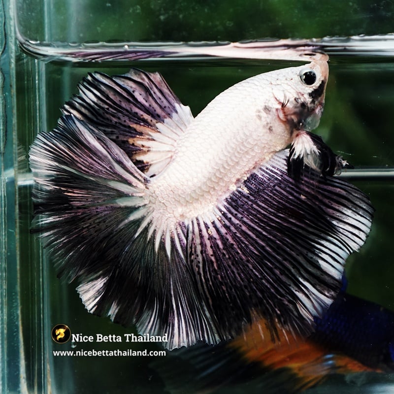 Betta Fish YinYang Dragon HM