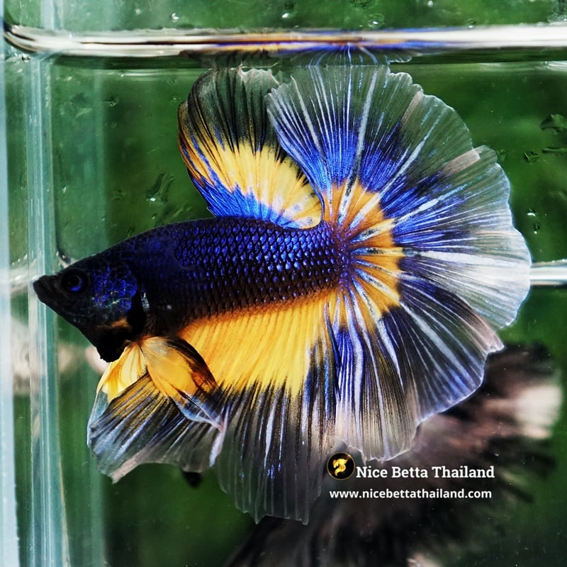 Betta Fish Butterfly Blue Mustard Gas Sky Hawk OHM