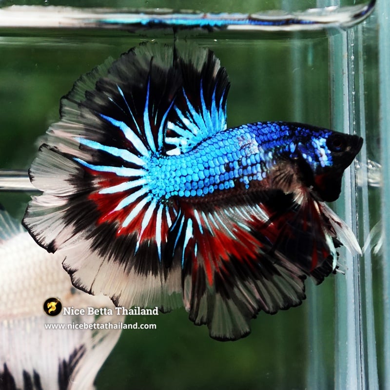 Betta Fish Blue Peacock Cellophan Ring Sky Hawk OHM