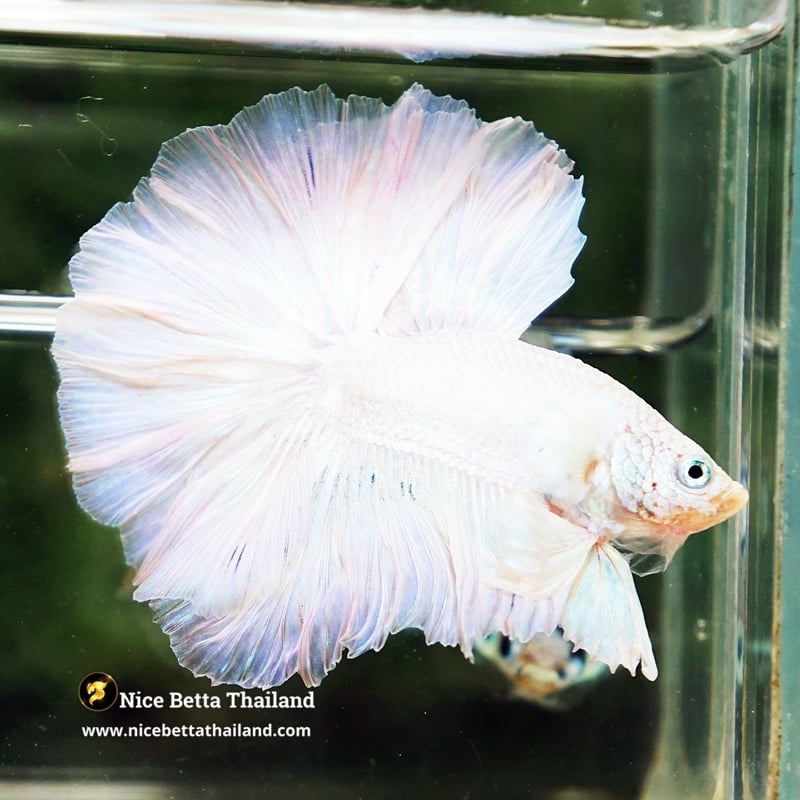 Betta Fish King of The White Dragon Rosetial OHM