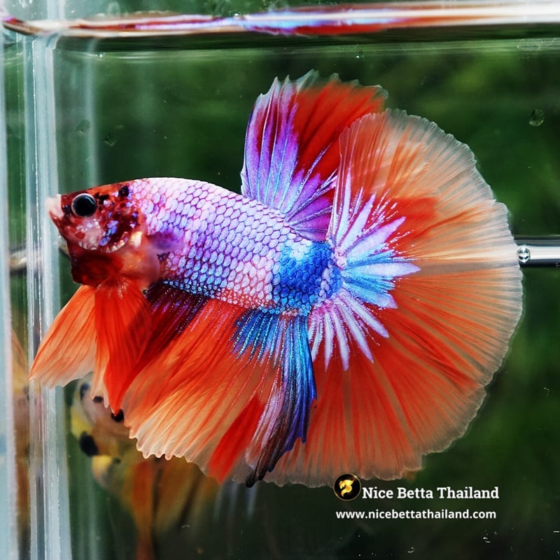 Betta Fish Multicolor Fancy Candy Nemo Rainbow HM