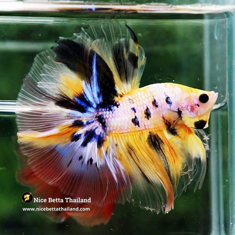 Betta Fish Yellow Tiger Koi Star Sky Hawk OHM