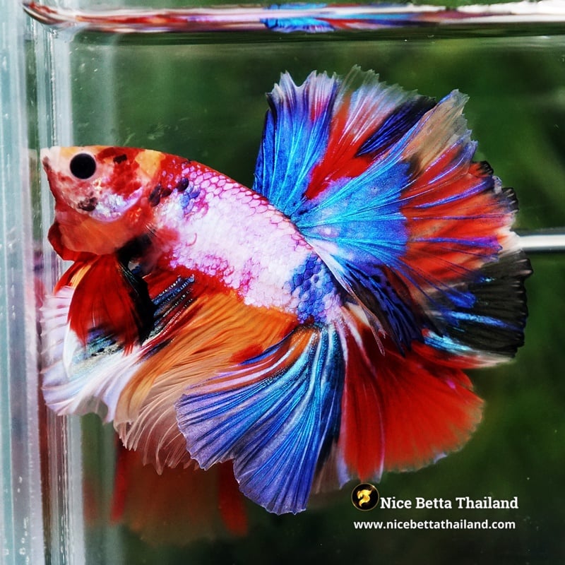 Betta Fish Rainbow Multicolor Candy Nemo OHM