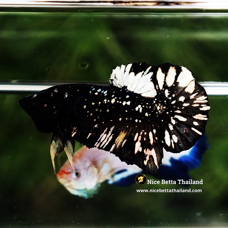 Betta Fish The Dark Gold Nebula Shadow HMPK (Rare)