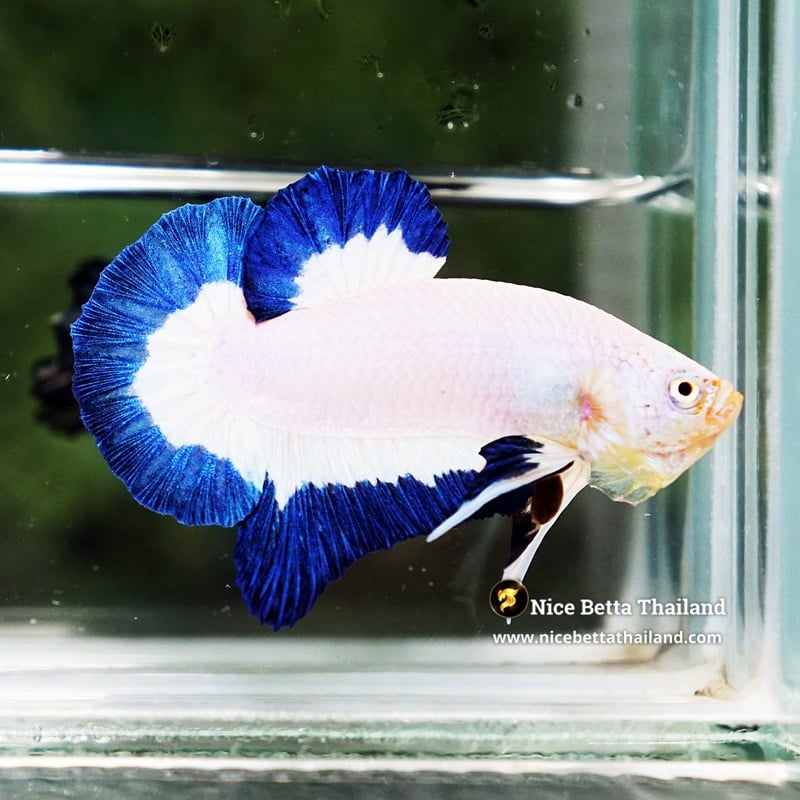 Betta Fish Prince of Blue Rim HMPK