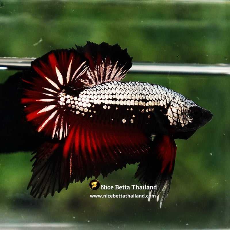 Betta Fish Vampire Copper Dragon Warrior OHMPK