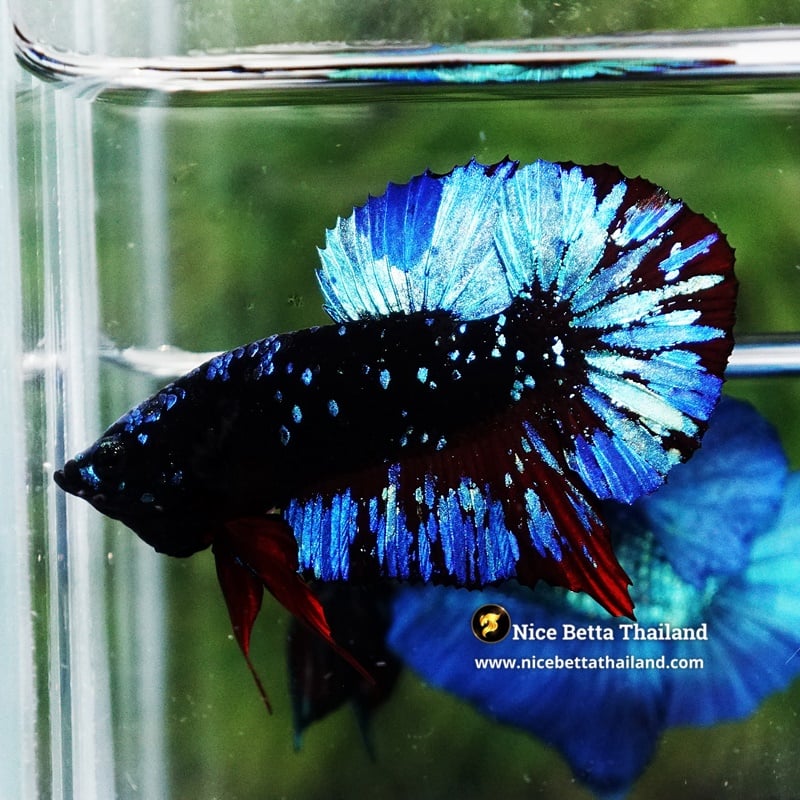 Betta Fish Avatar Blue Black Star Galaxy HMPK