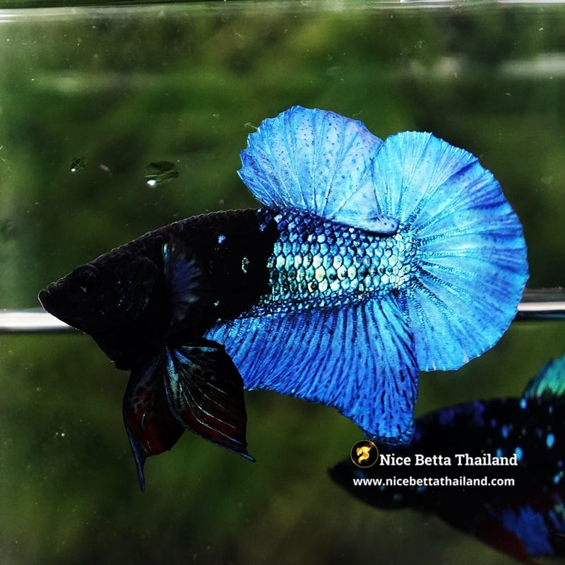 Betta Fish Royal Blue Merman (Ultra Rare)