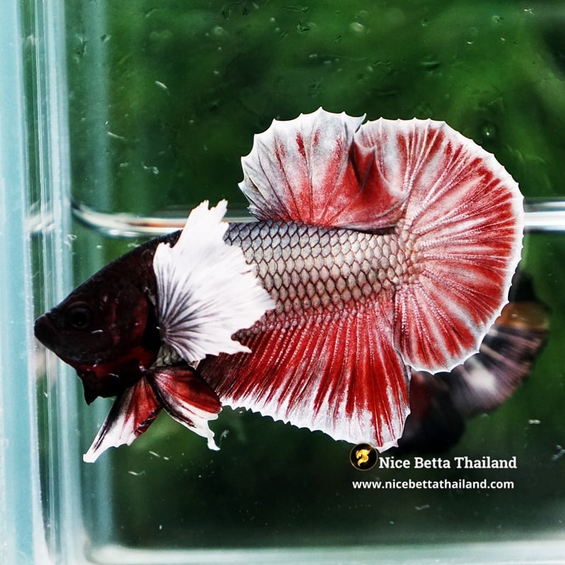 Betta Fish Red Copper Dumbo HMPK