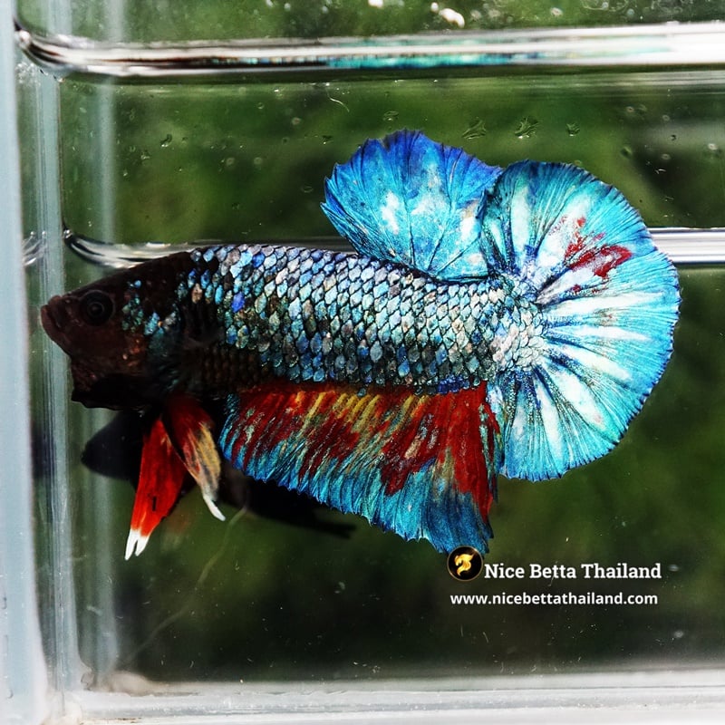 Betta Fish Blue Inferno FireFin HMPK
