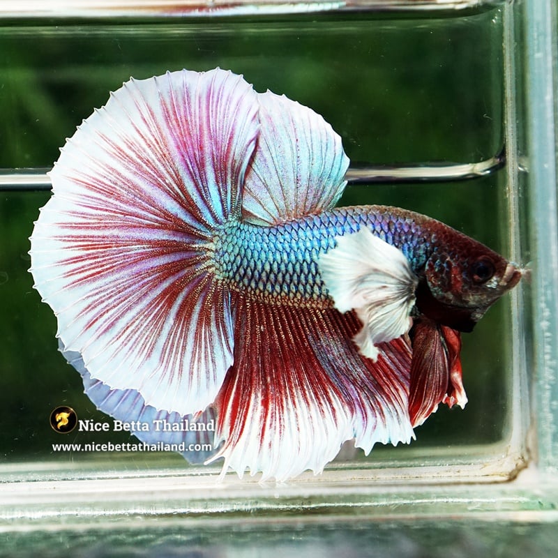 Betta Fish Purple Salamander Dumbo HM