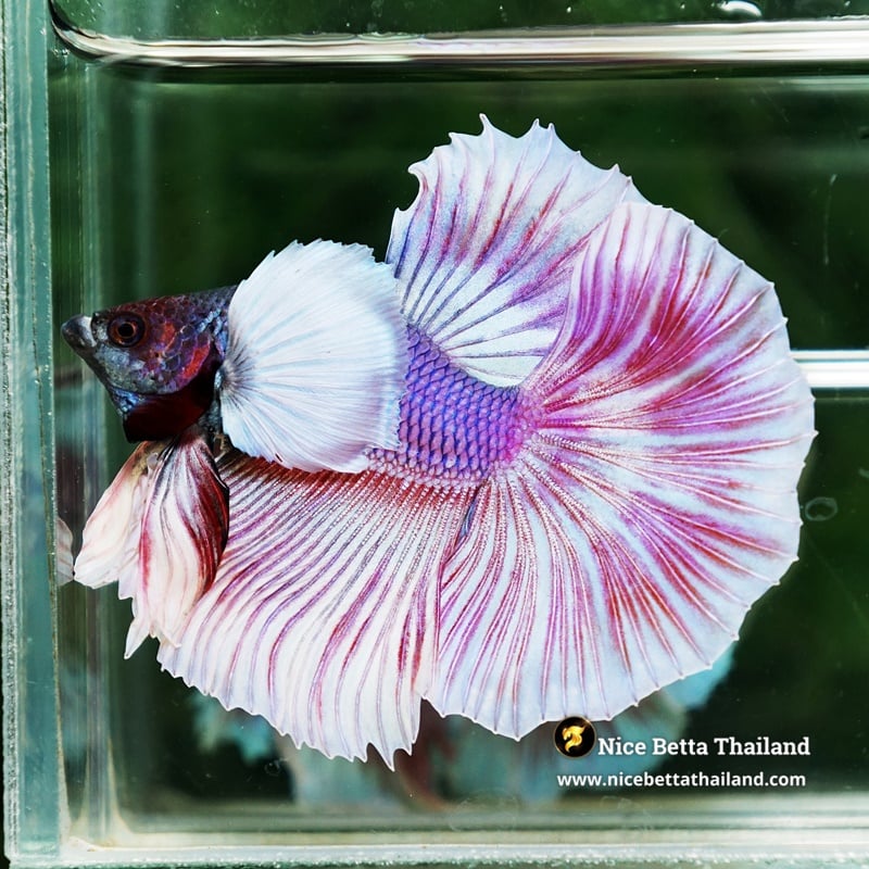 Betta Fish Pink Salamander Dumbo HM