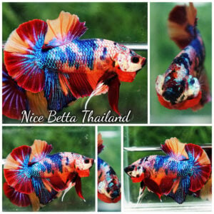 Betta Fish Multicolor Rainbow Galaxy Candy HMPK