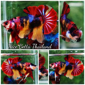 Betta Fish Emerald Candy Nemo HMPK