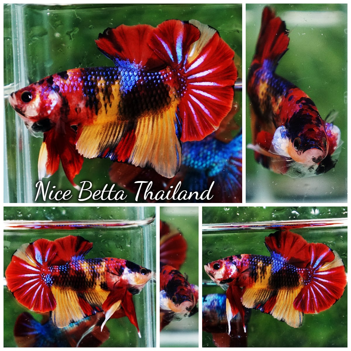 Betta Fish Emerald Candy Nemo HMPK