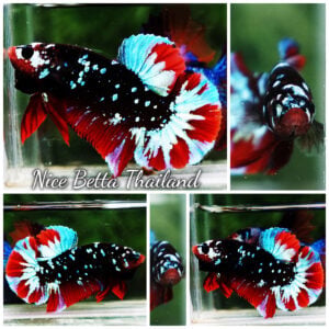 Betta Fish Hell Boy Avatar Black Star HMPK