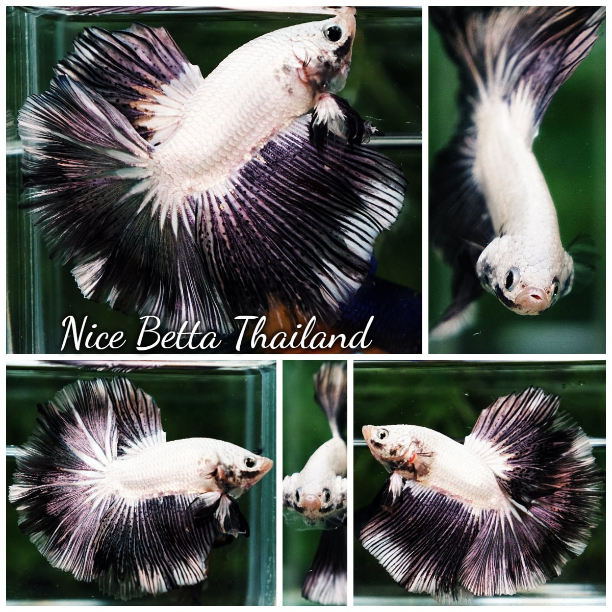 Betta Fish YinYang Dragon HM