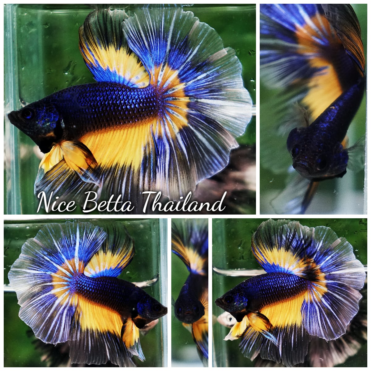 Betta Fish Butterfly Blue Mustard Gas Sky Hawk OHM