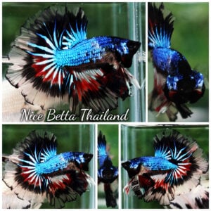 Betta Fish Blue Peacock Cellophan Ring Sky Hawk OHM