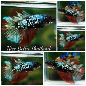 Betta Fish Female Vampire Avatar Black Star HM