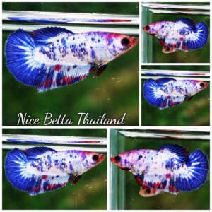 Betta Fish Female Fancy Captian America HM