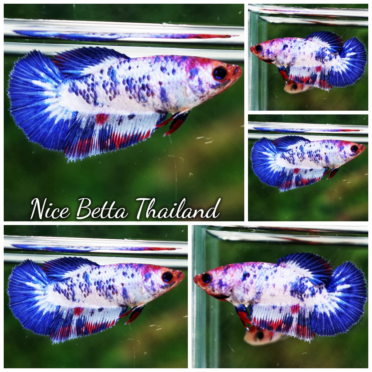 Betta Fish Female Fancy Captian America HM