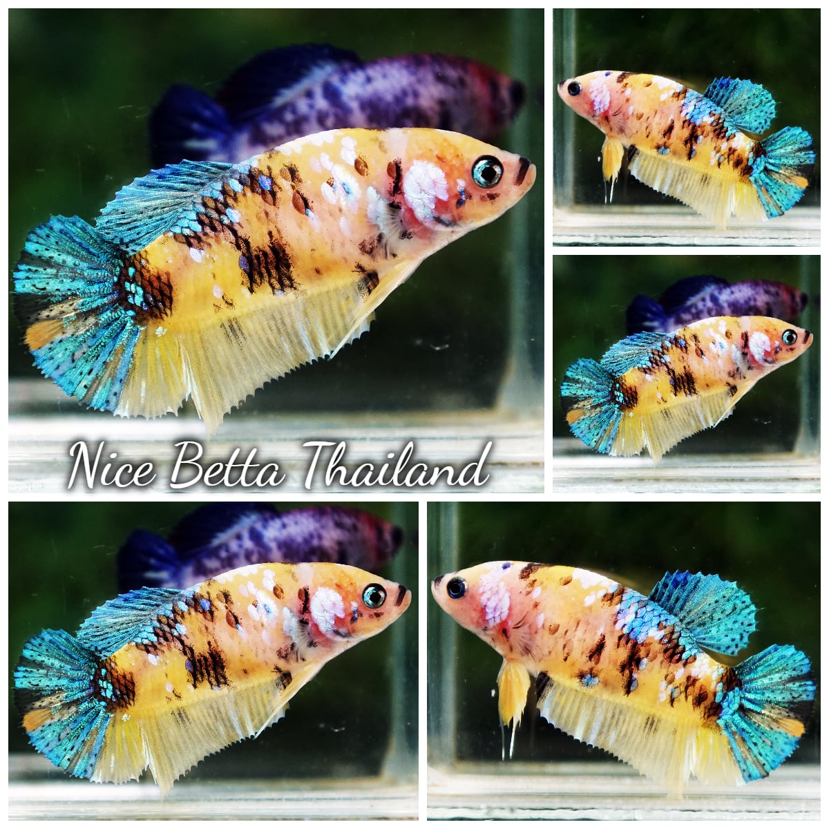Betta Fish Female Paraiba Tourmaline Tiger Koi HMPK