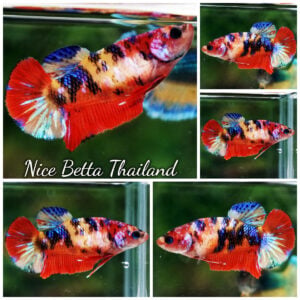 Betta Fish Female Candy Nemo HMPK