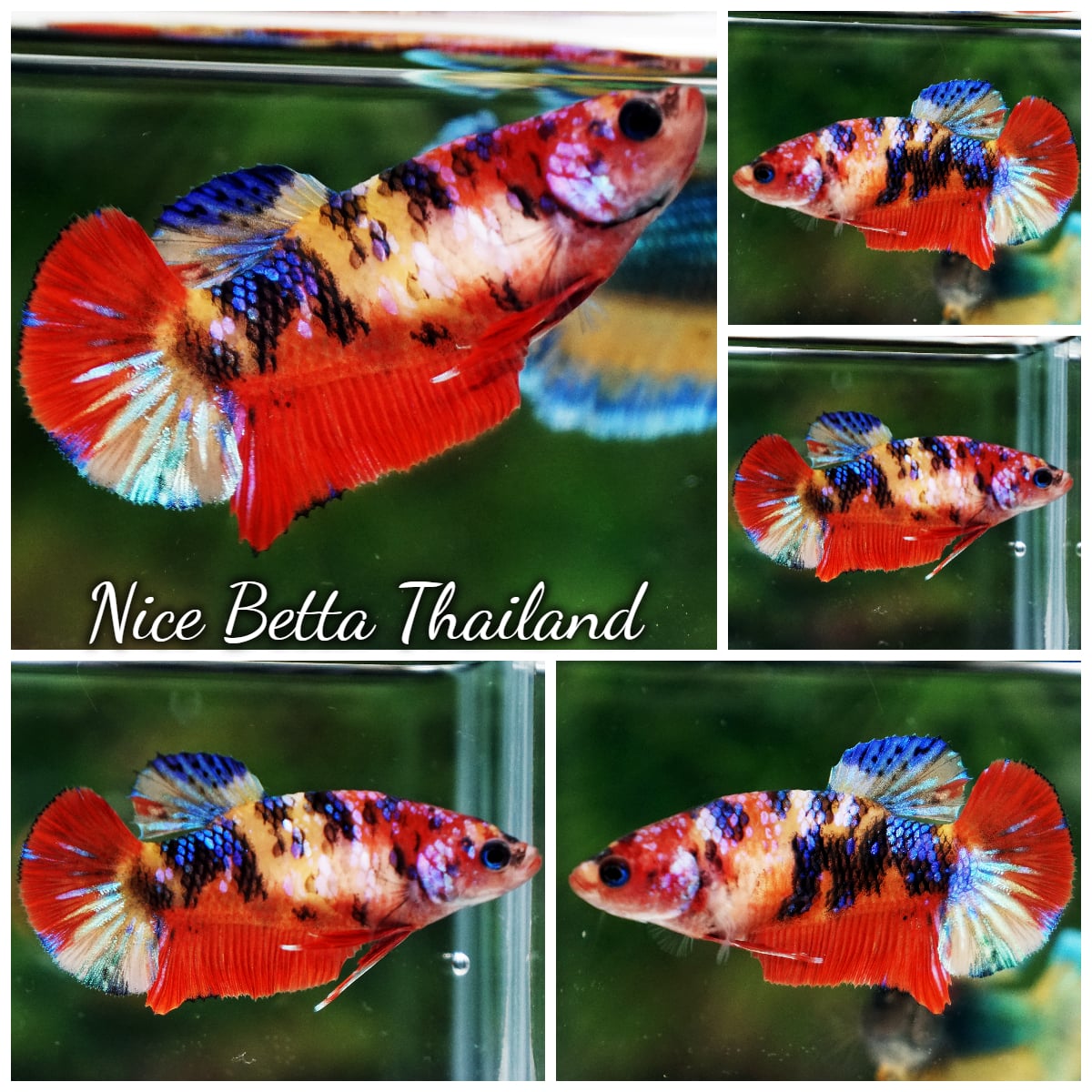 Betta Fish Female Candy Nemo HMPK