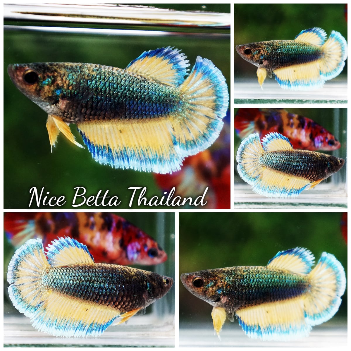 Betta Fish Female Perfect Tricolor Green Mustard Gas HM