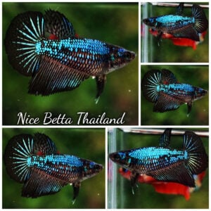 Betta Fish Female Blue Peacock HM