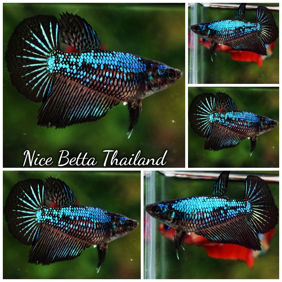 Betta Fish Female Blue Peacock HM