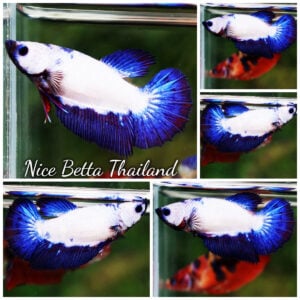 Betta Fish Female Blue Dragon HM