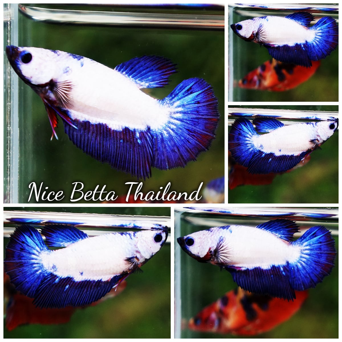 Betta Fish Female Blue Dragon HM