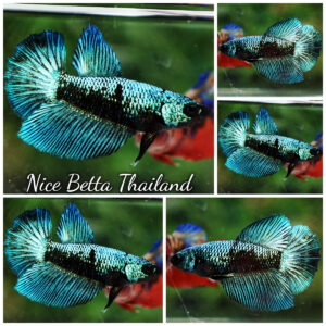 Betta Fish Female Female Avatar Warrior Green Samurai HM