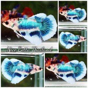 Betta Fish Female Fancy Blue Topaz HM