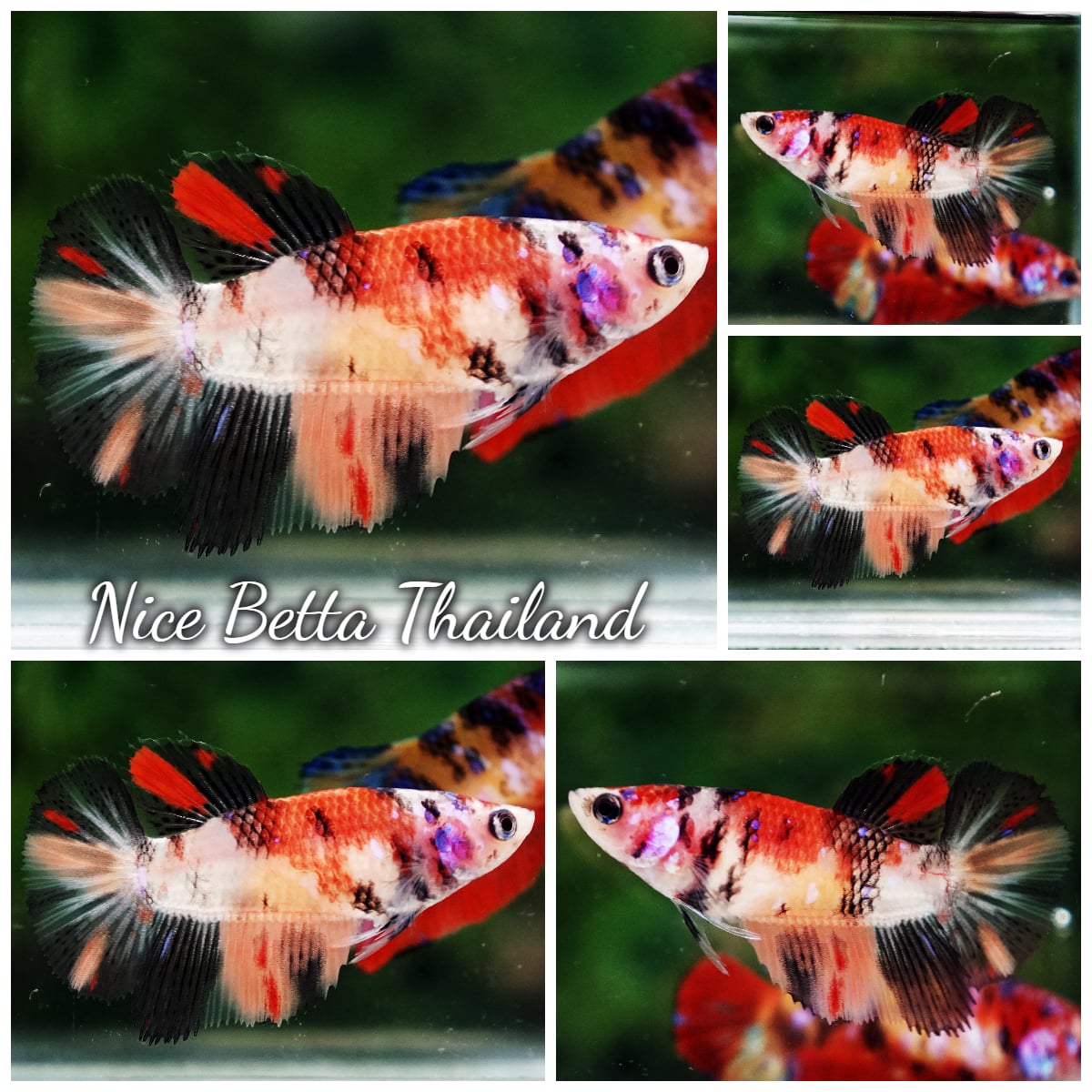 Betta Fish Female Nemo Koi Classic HM