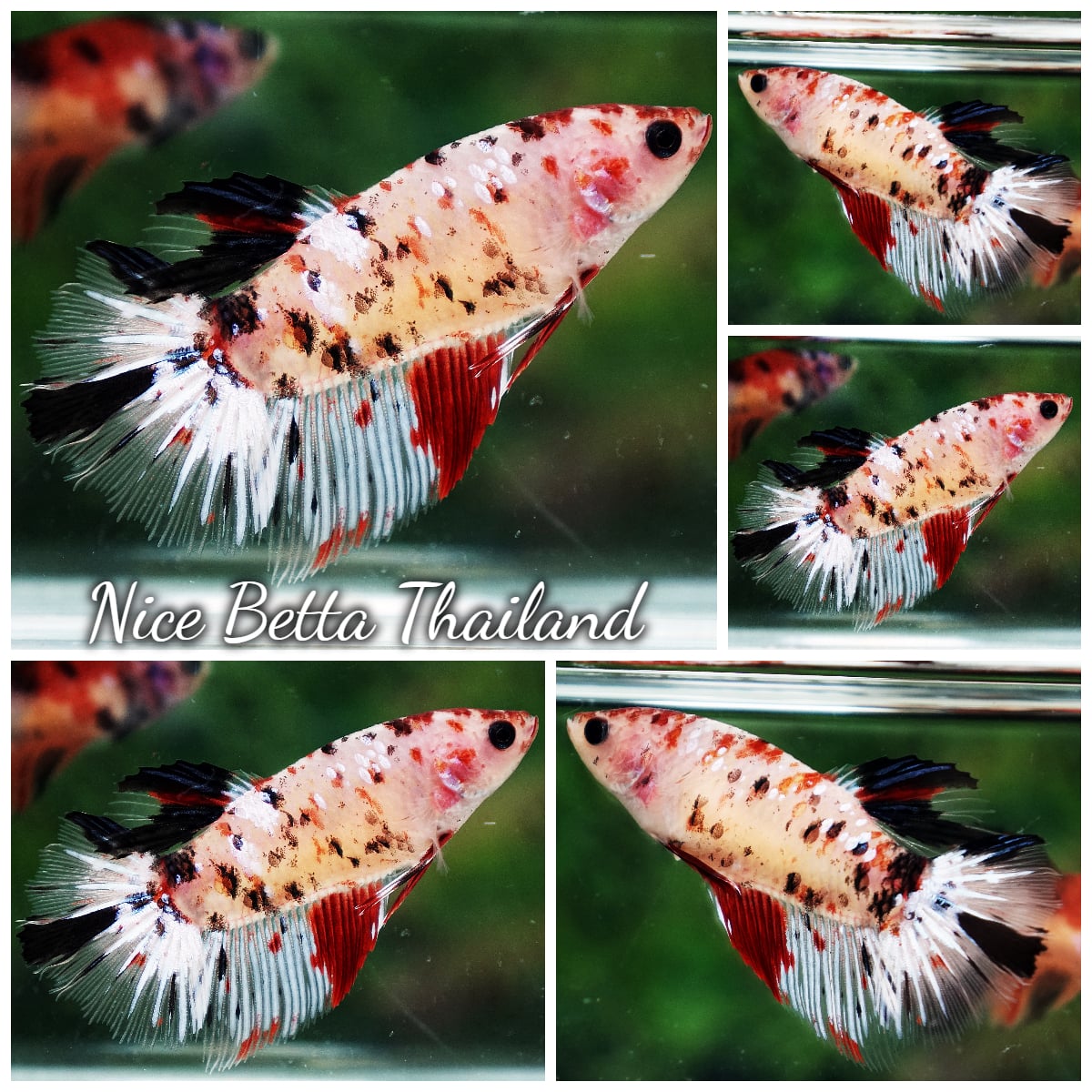 Betta Fish Female Koi Galaxy HM