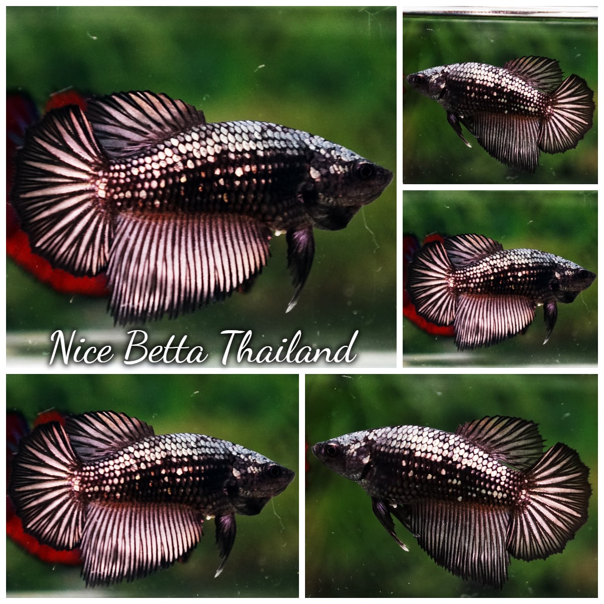 Betta Fish Female Black Copper Dragon Warrior HM