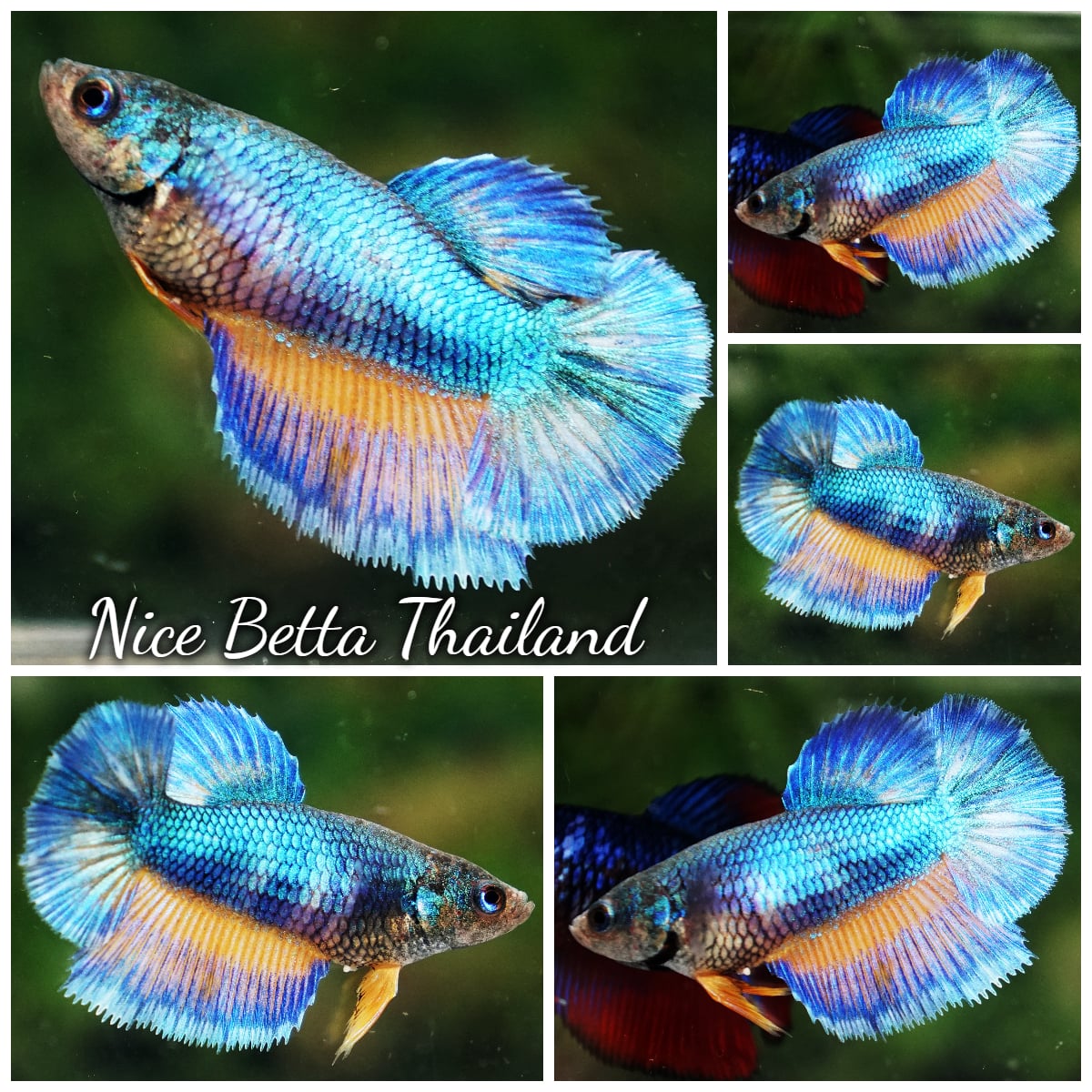 Betta Fish Female Classic Blue Mustard Gas HM