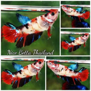 Betta Fish Female Red Emerald Koi HM