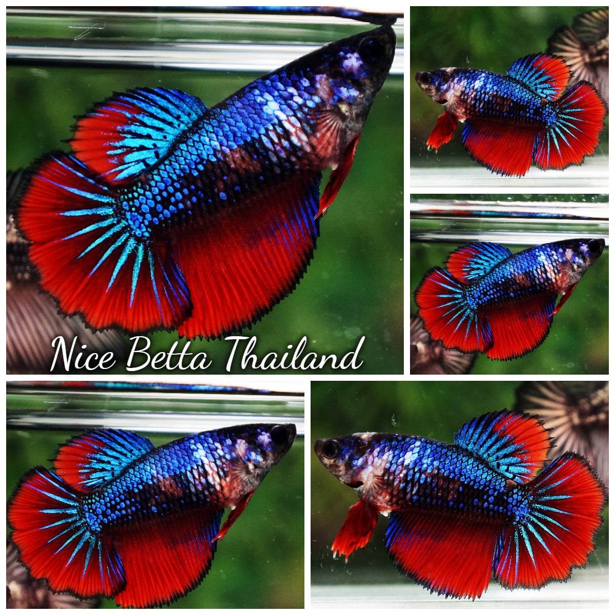 Betta Fish Female Blue on Fire HM