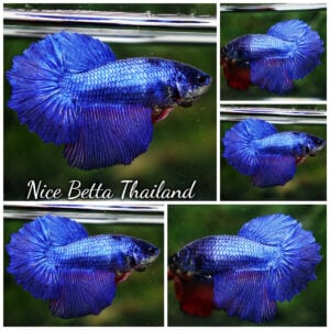 Betta Fish Female Royal Blue HM