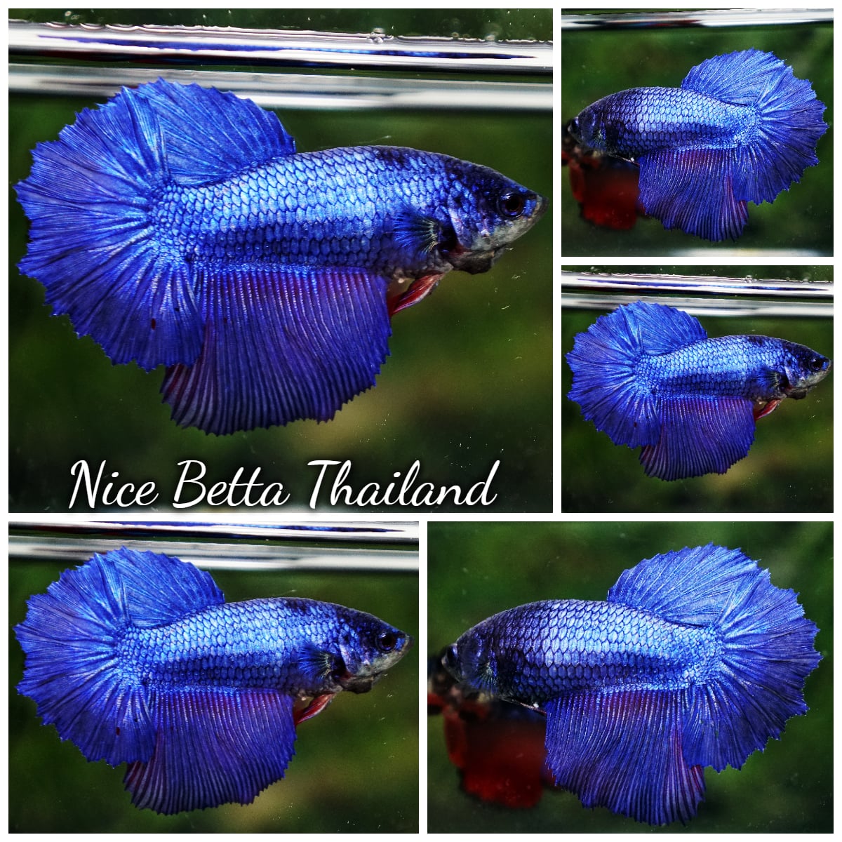 Betta Fish Female Royal Blue HM