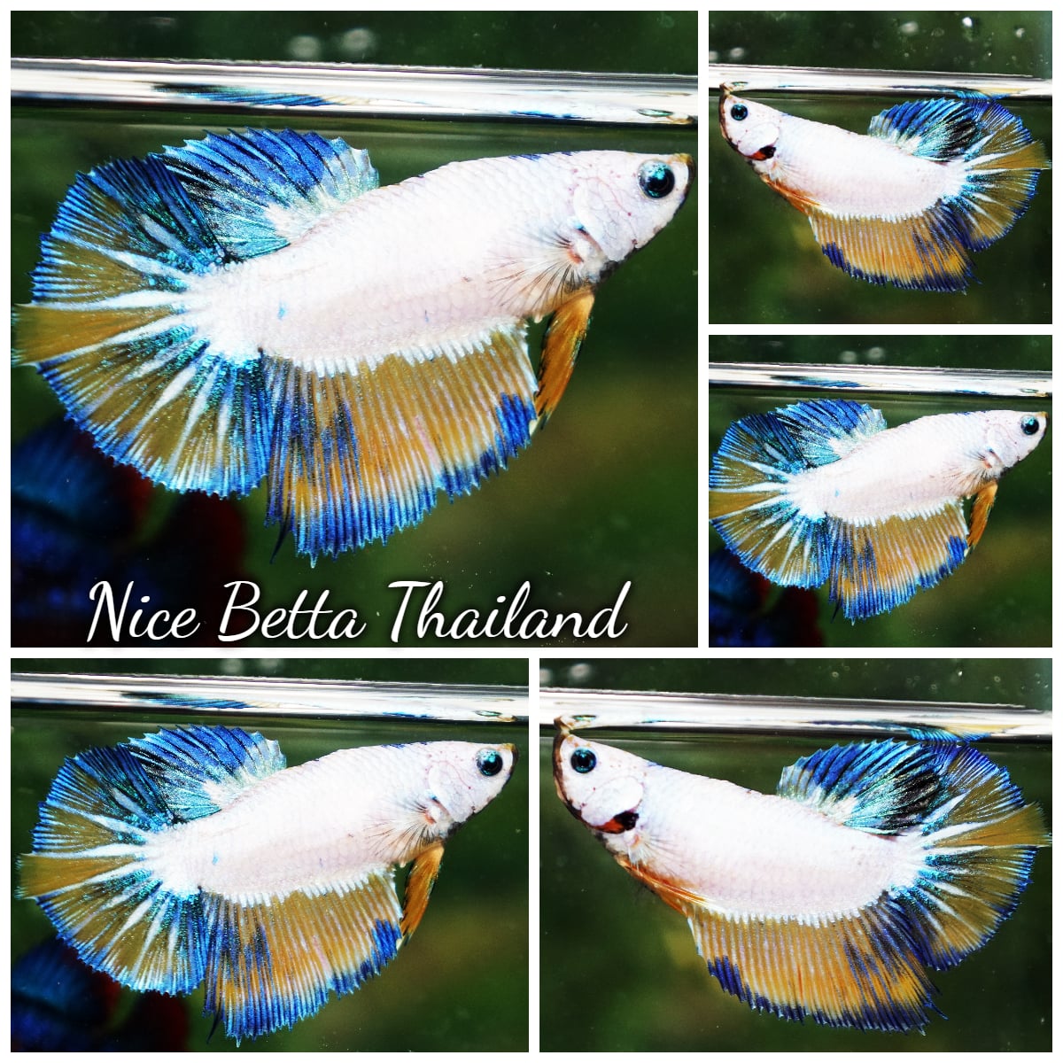 Betta Fish Female Fancy Erawan Dvaravati Glow HM